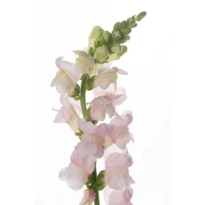 Silver Snapdragon Seeds - 30 Seeds - Cold Resistant Cut Flowers - Image 6