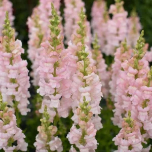 Silver Snapdragon Seeds - 30 Seeds - Cold Resistant Cut Flowers - Image 7