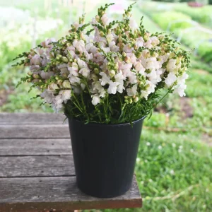 Silver Snapdragon Seeds - 30 Seeds - Cold Resistant Cut Flowers - Image 8