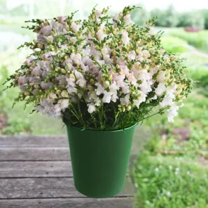 Silver Snapdragon Seeds - 30 Seeds - Cold Resistant Cut Flowers - Image 9