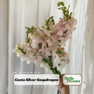 Silver Snapdragon Seeds - 30 Seeds - Cold Resistant Cut Flowers - Image 1
