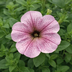 Silver Vein Trailing Petunia Seeds - Cascading Petunia, 20 Seeds - Image 11