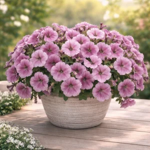 Silver Vein Trailing Petunia Seeds - Cascading Petunia, 20 Seeds - Image 3