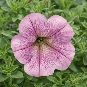 Silver Vein Trailing Petunia Seeds - Cascading Petunia, 20 Seeds - Image 4