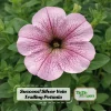 Silver Vein Trailing Petunia Seeds - Cascading Petunia, 20 Seeds - Image 1