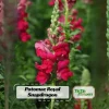 Snapdragon Seeds - Cold Resistant Cut Flowers - Attracts Pollinators - 30 Seeds - Image 1