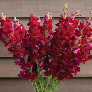 Snapdragon Seeds - Cold Resistant Cut Flowers - Attracts Pollinators - 30 Seeds - Image 10