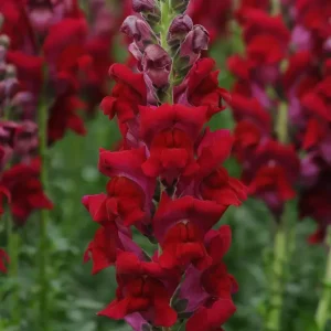 Snapdragon Seeds - Cold Resistant Cut Flowers - Attracts Pollinators - 30 Seeds - Image 11