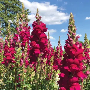 Snapdragon Seeds - Cold Resistant Cut Flowers - Attracts Pollinators - 30 Seeds - Image 12