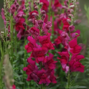 Snapdragon Seeds - Cold Resistant Cut Flowers - Attracts Pollinators - 30 Seeds - Image 13