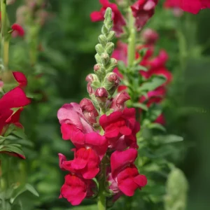 Snapdragon Seeds - Cold Resistant Cut Flowers - Attracts Pollinators - 30 Seeds - Image 14