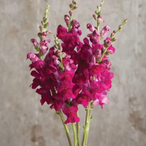 Snapdragon Seeds - Cold Resistant Cut Flowers - Attracts Pollinators - 30 Seeds - Image 2