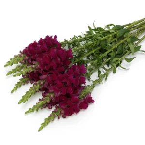 Snapdragon Seeds - Cold Resistant Cut Flowers - Attracts Pollinators - 30 Seeds - Image 3