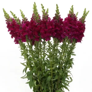 Snapdragon Seeds - Cold Resistant Cut Flowers - Attracts Pollinators - 30 Seeds - Image 4