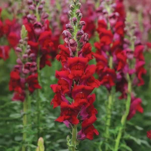 Snapdragon Seeds - Cold Resistant Cut Flowers - Attracts Pollinators - 30 Seeds - Image 5