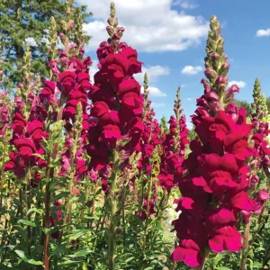 Snapdragon Seeds - Cold Resistant Cut Flowers - Attracts Pollinators - 30 Seeds - Image 6