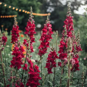 Snapdragon Seeds - Cold Resistant Cut Flowers - Attracts Pollinators - 30 Seeds - Image 7