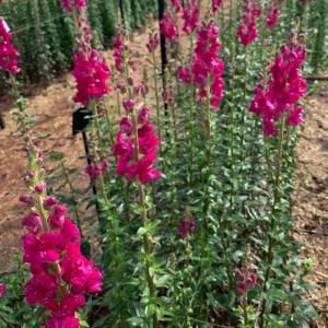 Snapdragon Seeds - Cold Resistant Cut Flowers - Attracts Pollinators - 30 Seeds - Image 8