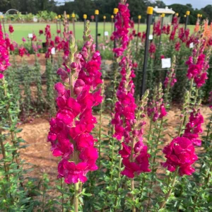 Snapdragon Seeds - Cold Resistant Cut Flowers - Attracts Pollinators - 30 Seeds - Image 9