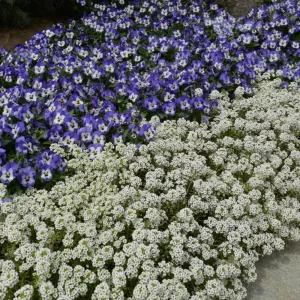 Sorbet Delft Blue Viola Seeds - 25 Seeds - Cold Resistant, Self-Pollinating - Image 10