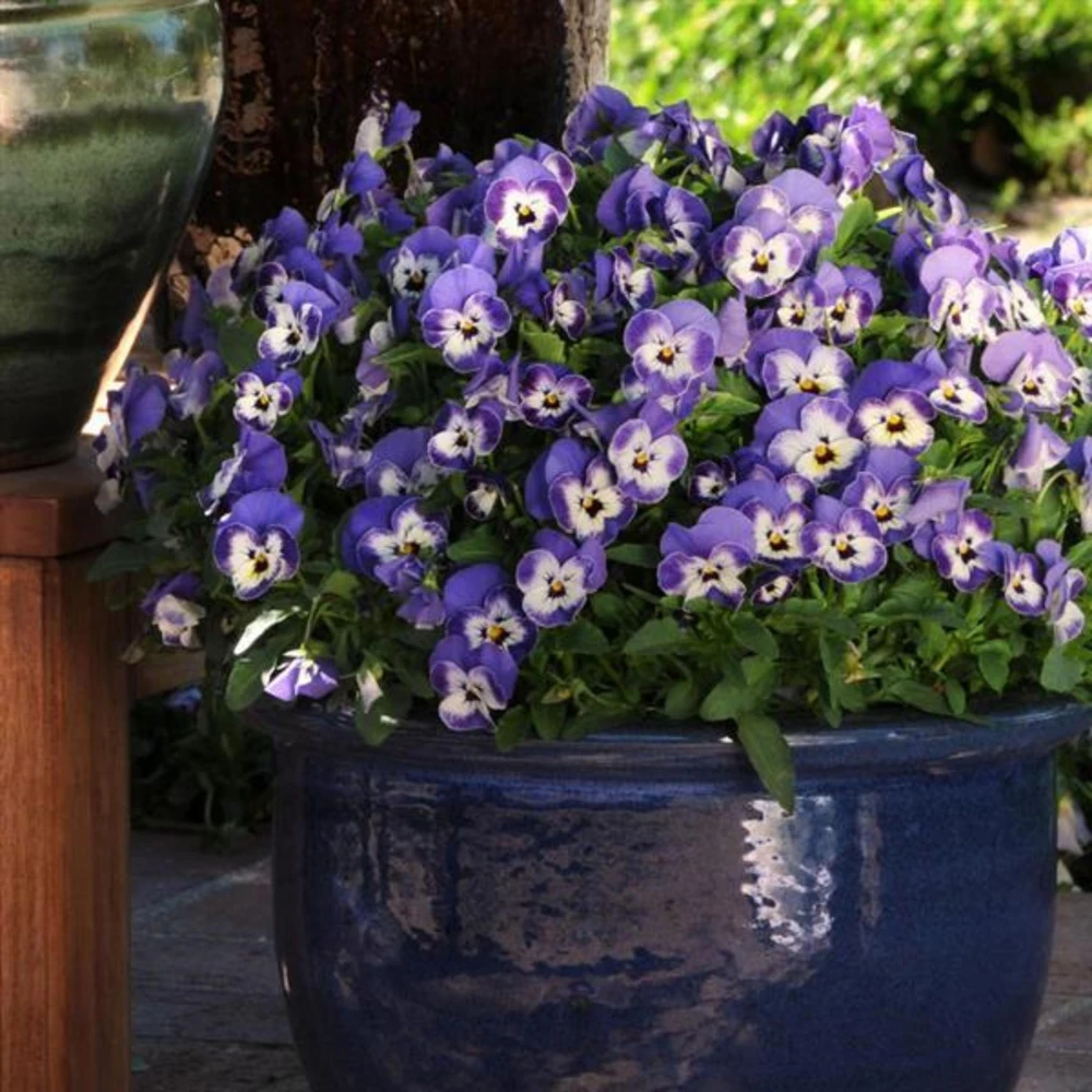 Sorbet Delft Blue Viola Seeds - 25 Seeds - Cold Resistant, Self-Pollinating - Image 11
