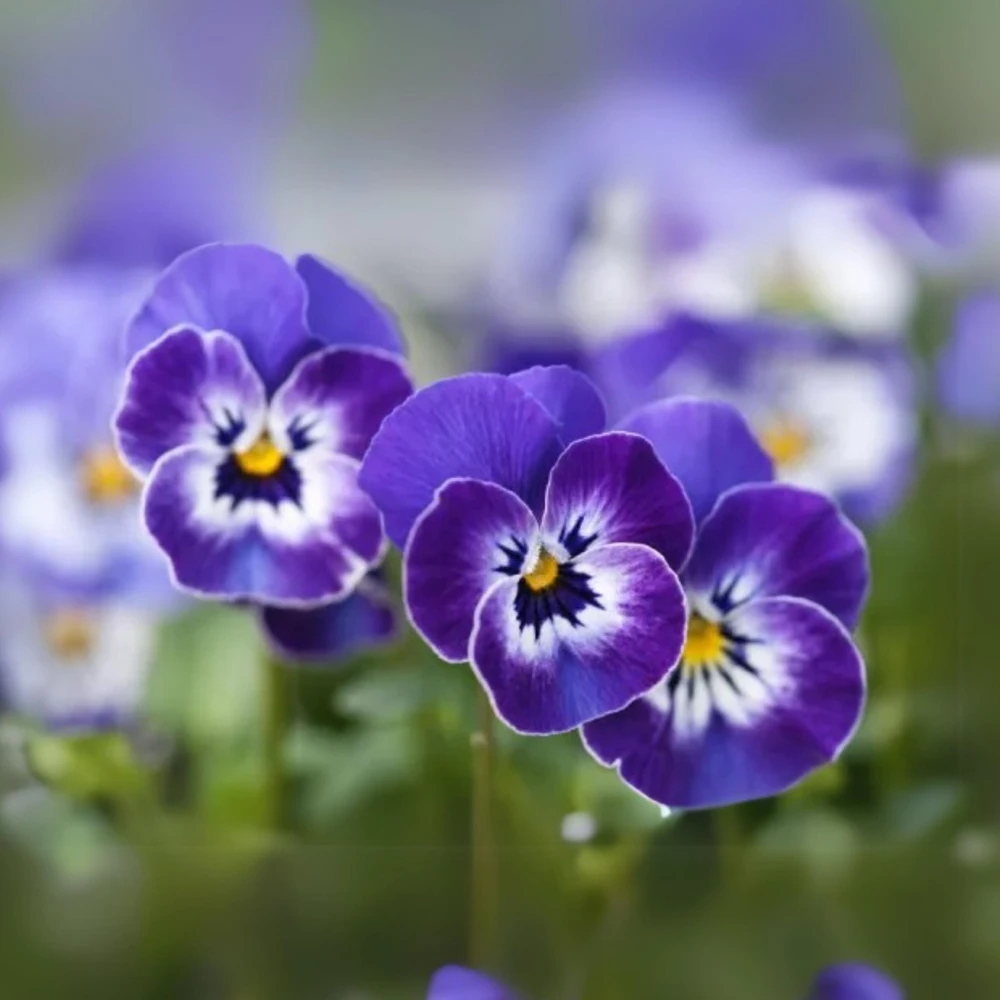 Sorbet Delft Blue Viola Seeds - 25 Seeds - Cold Resistant, Self-Pollinating - Image 12
