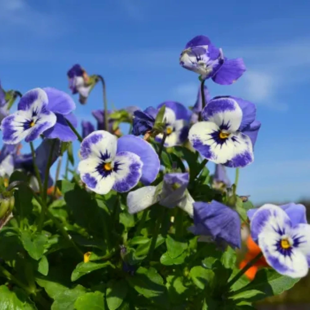 Sorbet Delft Blue Viola Seeds - 25 Seeds - Cold Resistant, Self-Pollinating - Image 13