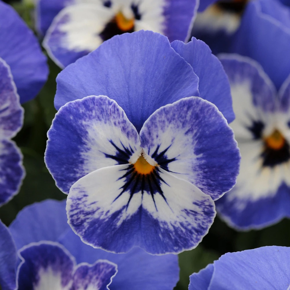 Sorbet Delft Blue Viola Seeds - 25 Seeds - Cold Resistant, Self-Pollinating - Image 14