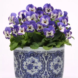 Sorbet Delft Blue Viola Seeds - 25 Seeds - Cold Resistant, Self-Pollinating - Image 15