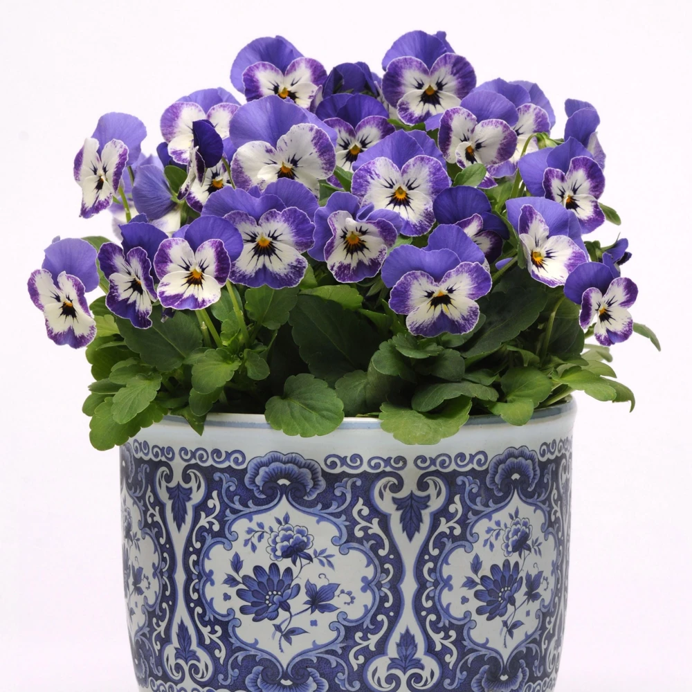 Sorbet Delft Blue Viola Seeds - 25 Seeds - Cold Resistant, Self-Pollinating - Image 15