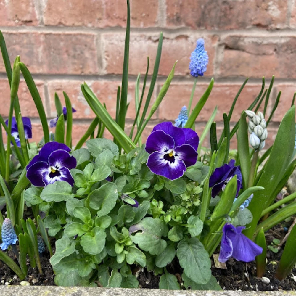 Sorbet Delft Blue Viola Seeds - 25 Seeds - Cold Resistant, Self-Pollinating - Image 2