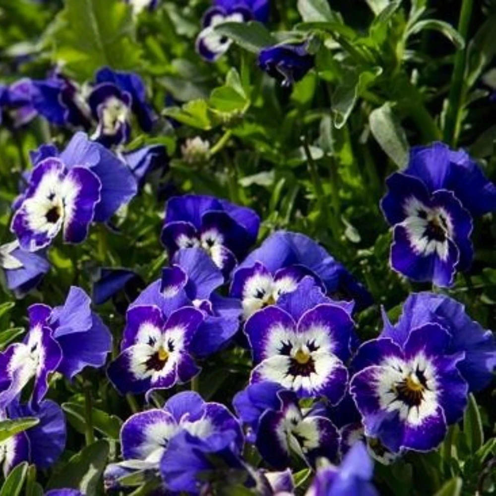 Sorbet Delft Blue Viola Seeds - 25 Seeds - Cold Resistant, Self-Pollinating - Image 3
