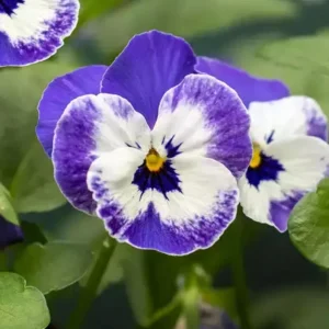 Sorbet Delft Blue Viola Seeds - 25 Seeds - Cold Resistant, Self-Pollinating - Image 4