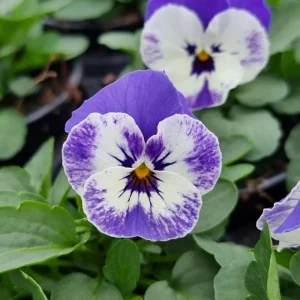 Sorbet Delft Blue Viola Seeds - 25 Seeds - Cold Resistant, Self-Pollinating - Image 5