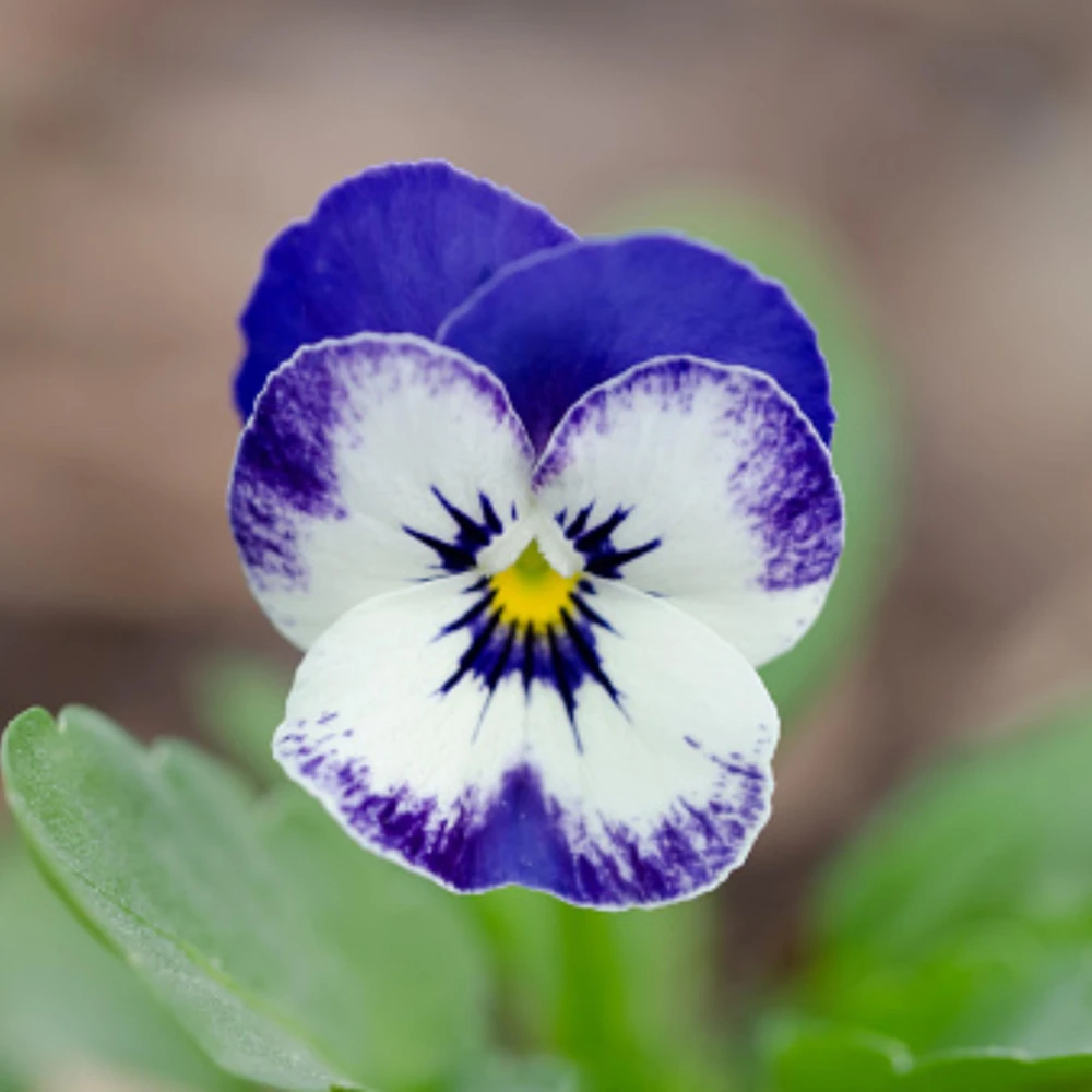 Sorbet Delft Blue Viola Seeds - 25 Seeds - Cold Resistant, Self-Pollinating - Image 6