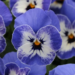 Sorbet Delft Blue Viola Seeds - 25 Seeds - Cold Resistant, Self-Pollinating - Image 7