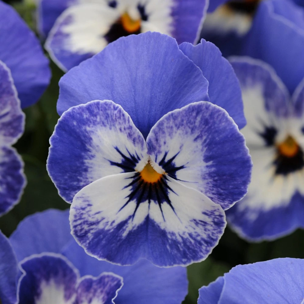 Sorbet Delft Blue Viola Seeds - 25 Seeds - Cold Resistant, Self-Pollinating - Image 7