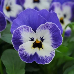 Sorbet Delft Blue Viola Seeds - 25 Seeds - Cold Resistant, Self-Pollinating - Image 8