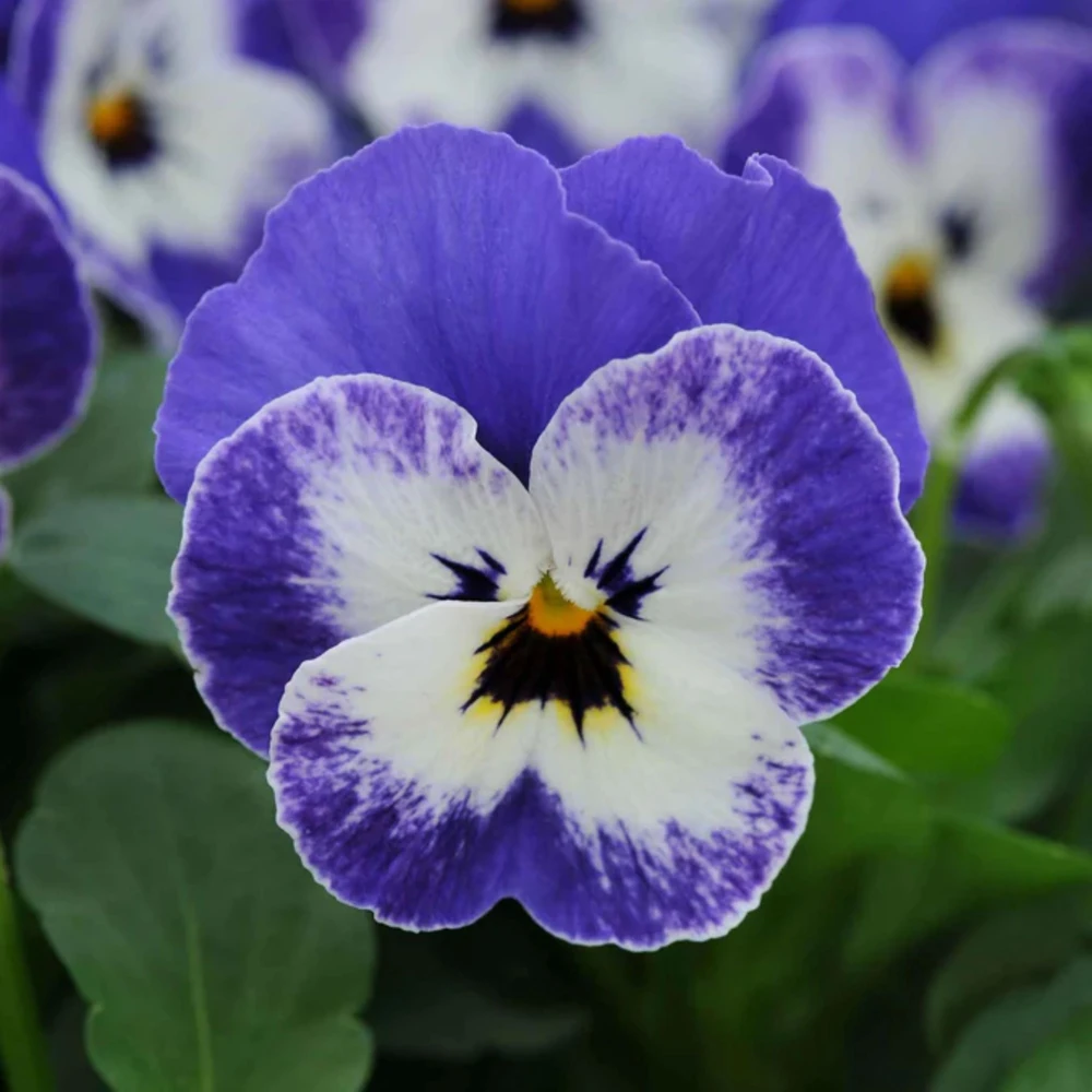 Sorbet Delft Blue Viola Seeds - 25 Seeds - Cold Resistant, Self-Pollinating - Image 8