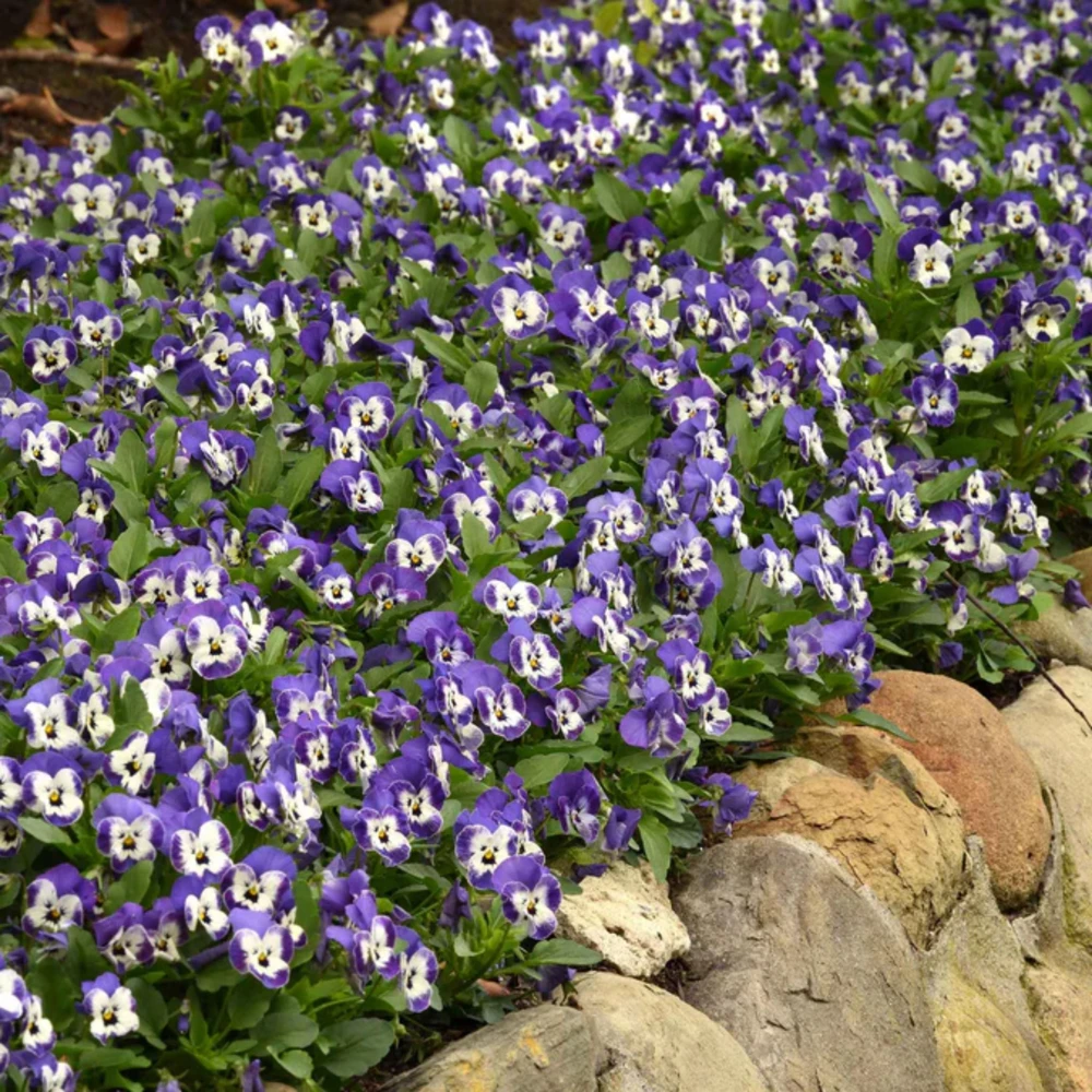 Sorbet Delft Blue Viola Seeds - 25 Seeds - Cold Resistant, Self-Pollinating - Image 9