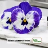 Sorbet Delft Blue Viola Seeds - 25 Seeds - Cold Resistant, Self-Pollinating - Image 1