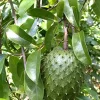 Soursop Live Plant Annona muricata (Guanabana) 6-12 inch Tall Tropical Tree - Image 1