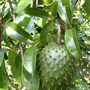 Soursop Live Plant Annona muricata (Guanabana) 6-12 inch Tall Tropical Tree - Image 1
