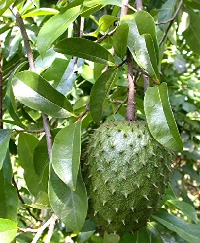 Soursop Live Plant Annona muricata (Guanabana) 6-12 inch Tall Tropical Tree - Image 1