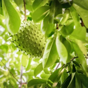 Soursop Live Plant Annona muricata (Guanabana) 6-12 inch Tall Tropical Tree - Image 2