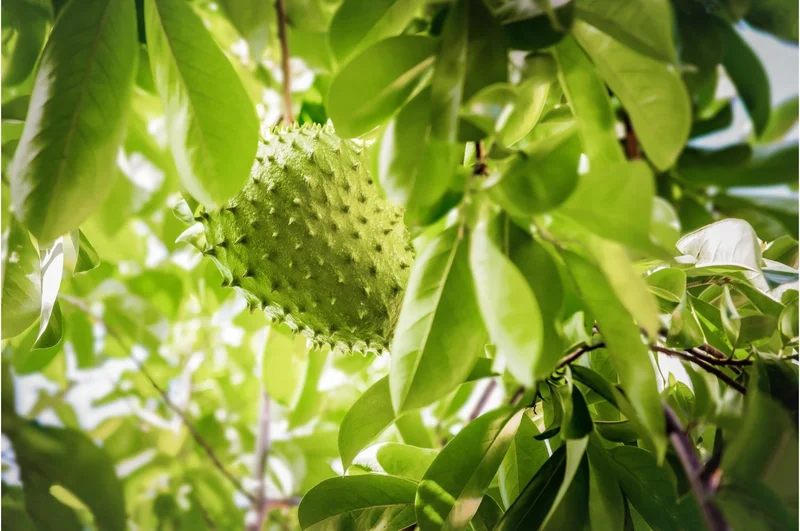 Soursop Live Plant Annona muricata (Guanabana) 6-12 inch Tall Tropical Tree - Image 2