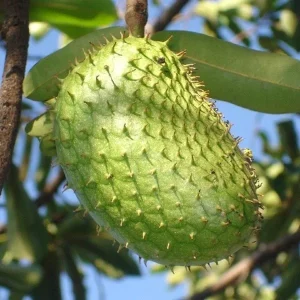 Soursop Live Plant Annona muricata (Guanabana) 6-12 inch Tall Tropical Tree - Image 3