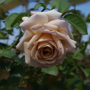 Spiced Coffee Hybrid Tea Rose Seeds - 30+ Perennial Flower Seeds - Image 10