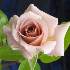 Spiced Coffee Hybrid Tea Rose Seeds - 30+ Perennial Flower Seeds - Image 11
