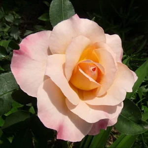 Spiced Coffee Hybrid Tea Rose Seeds - 30+ Perennial Flower Seeds - Image 12